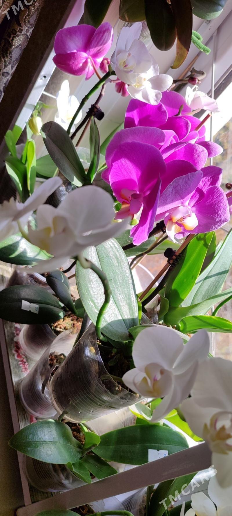 цветы орхидеи - Aşgabat - img 2