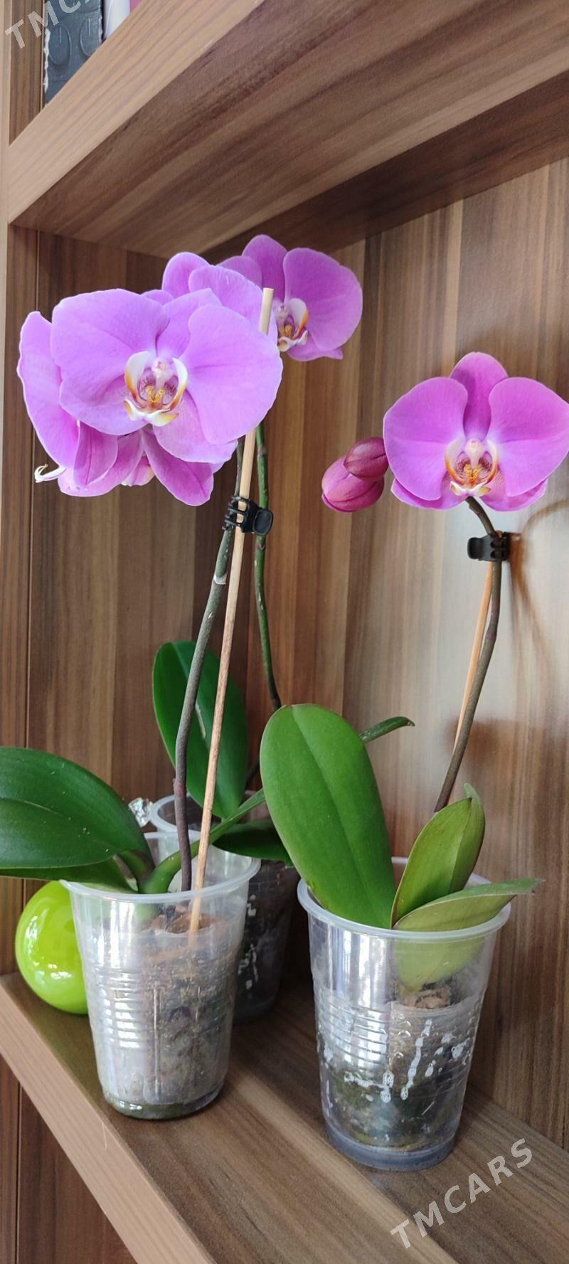 цветы орхидеи - Aşgabat - img 5