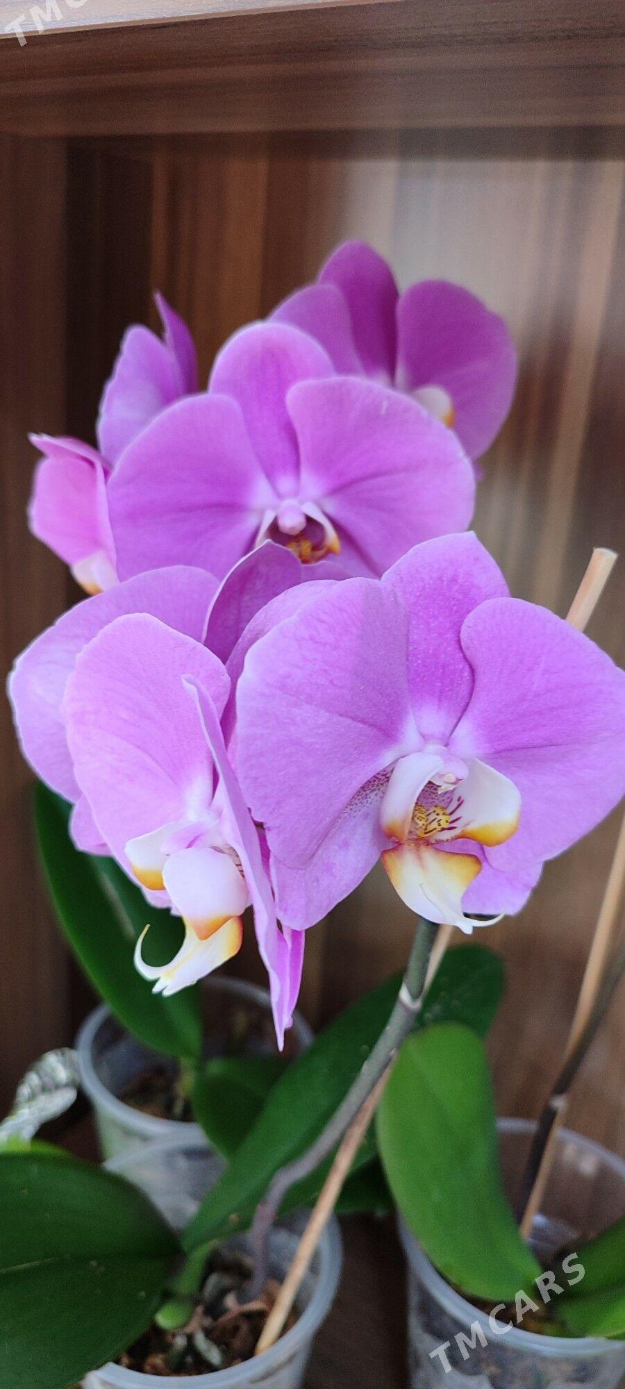 цветы орхидеи - Aşgabat - img 3