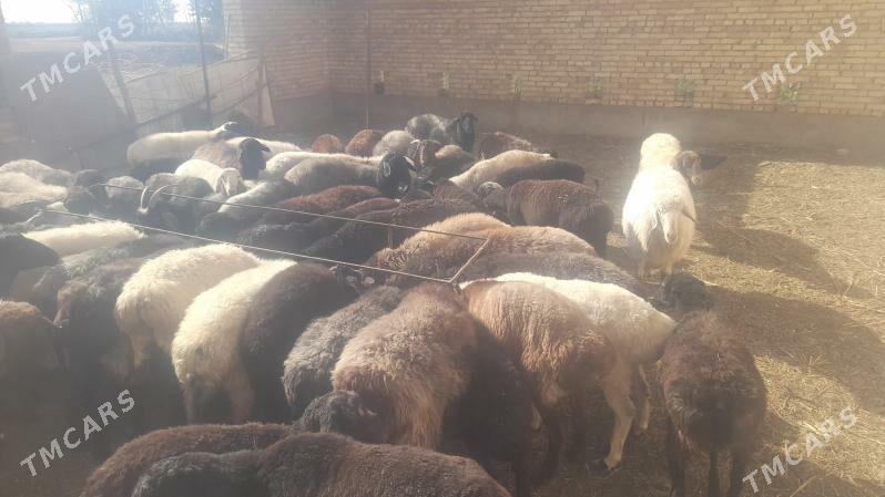 goy - Çärjew - img 2