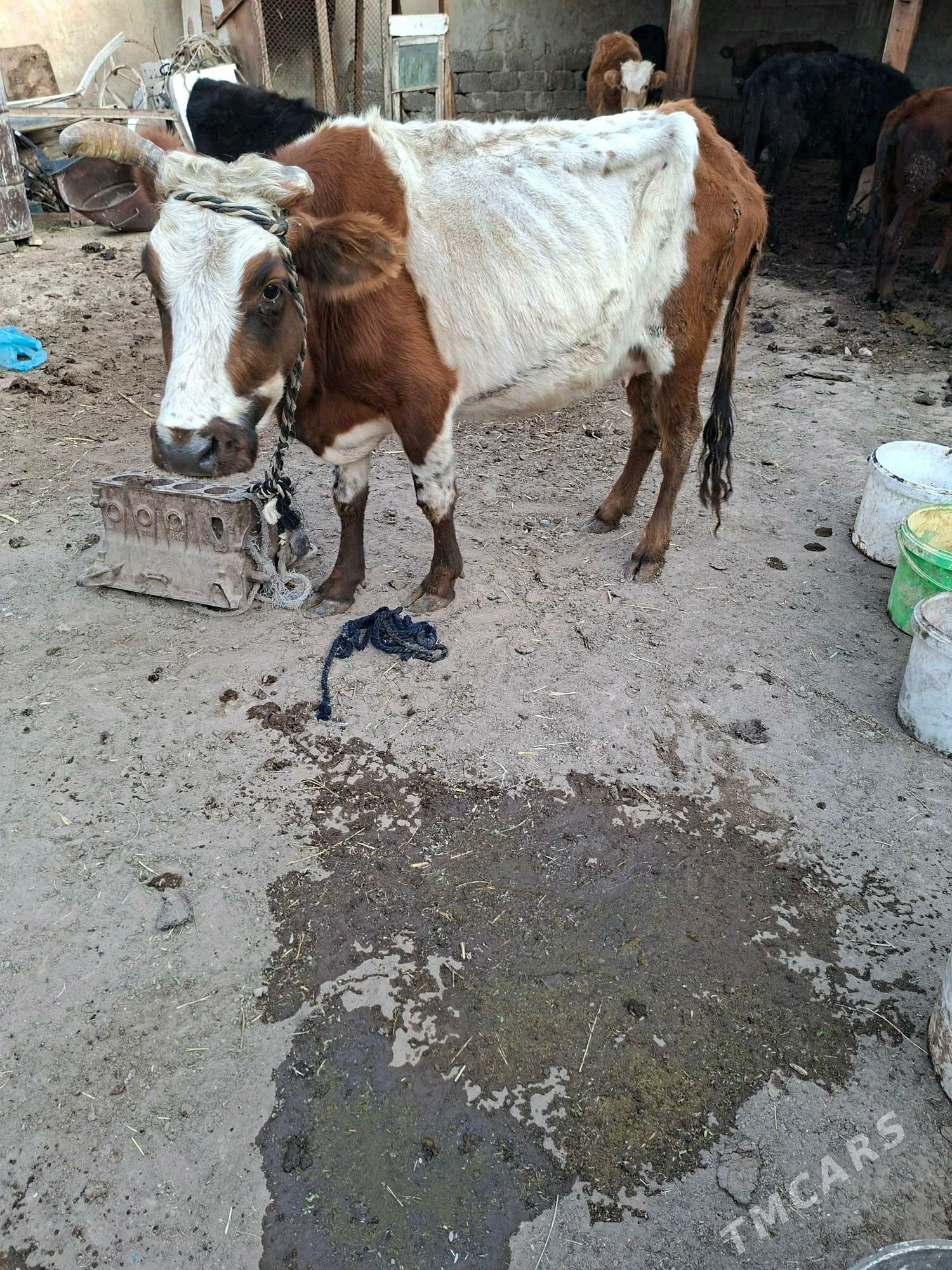 gysyr sygyr - Гарадамак Шор - img 1