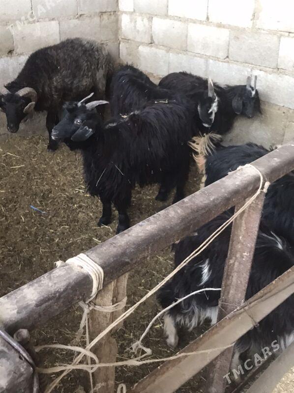 çewiš - Bäherden - img 3