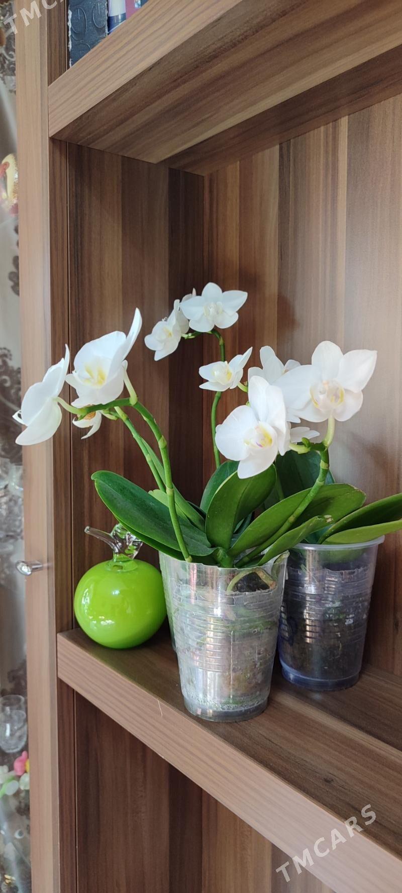 цветы орхидеи - Aşgabat - img 4