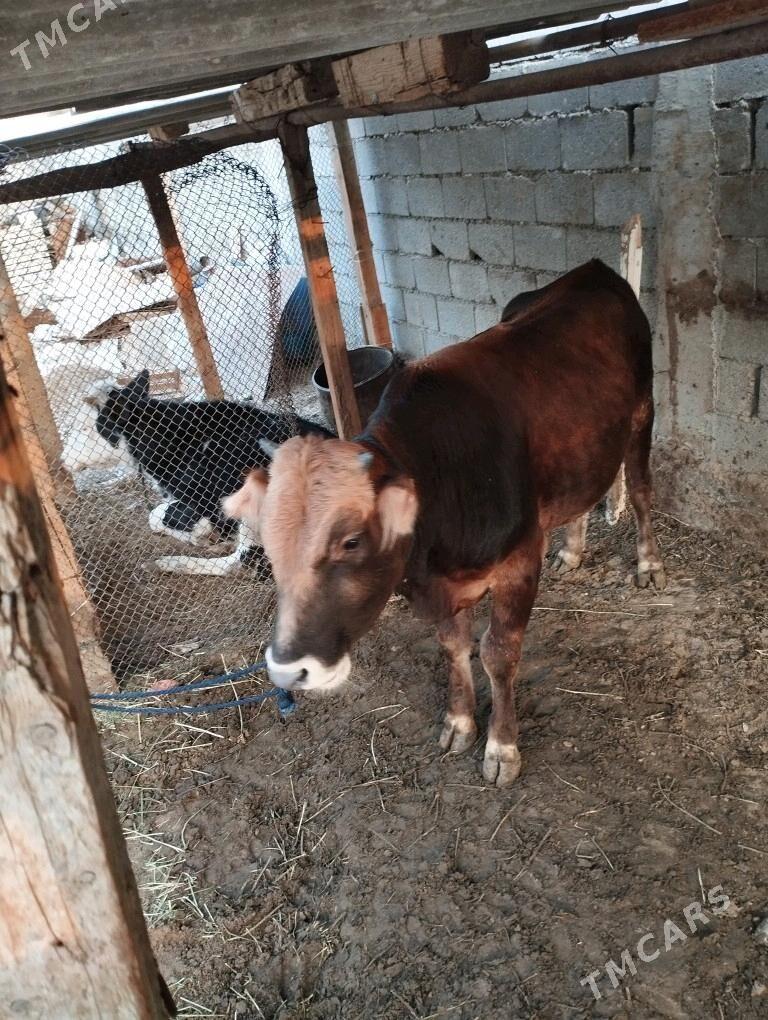 okuz - Ашхабад - img 2