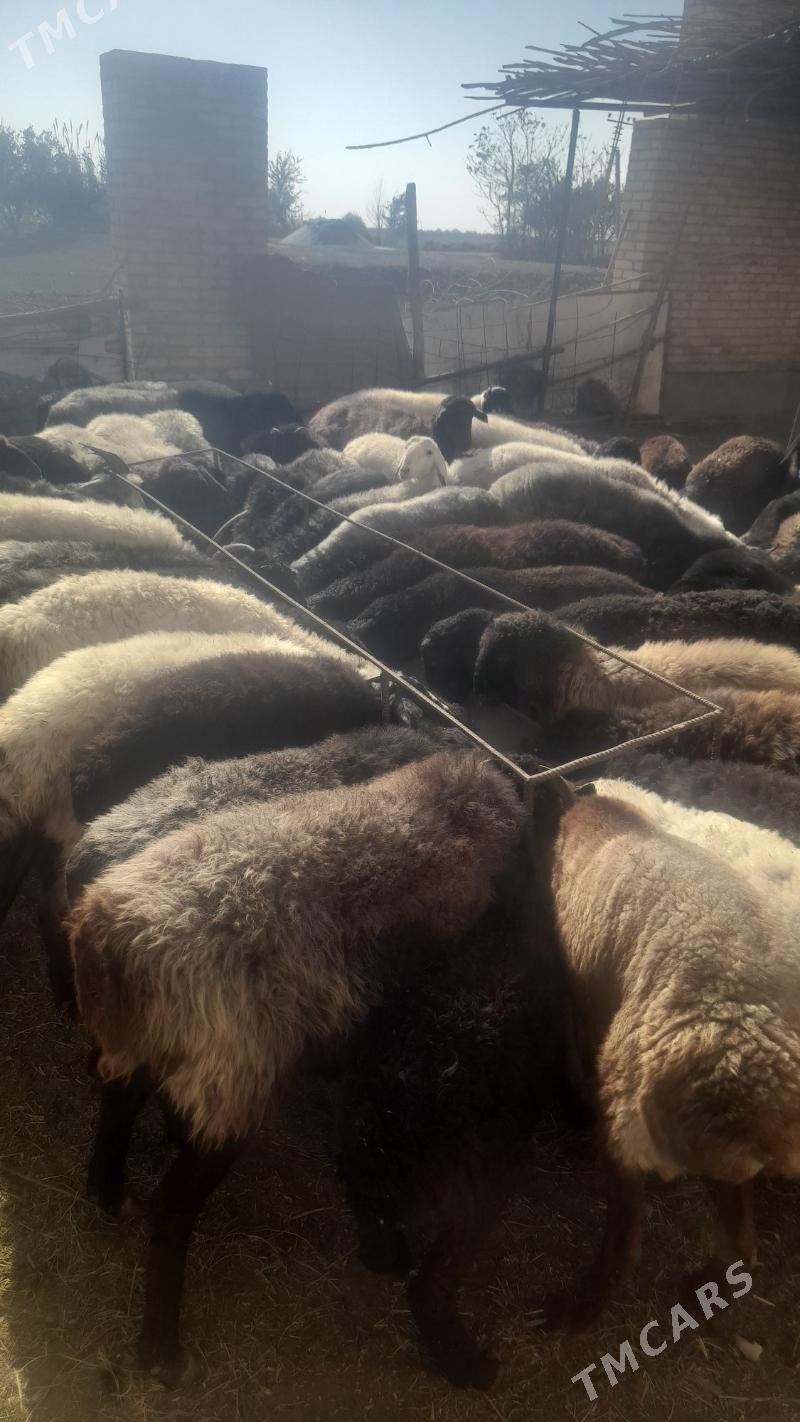 goy - Çärjew - img 3