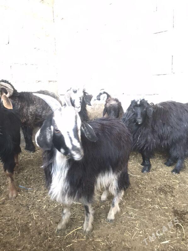 çewiš - Bäherden - img 4