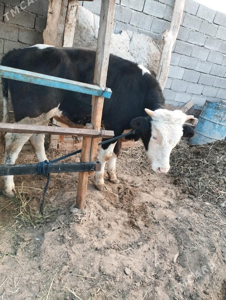 okuz - Ашхабад - img 3