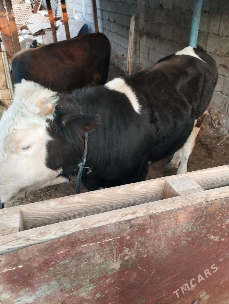 okuz - Ашхабад - img 4