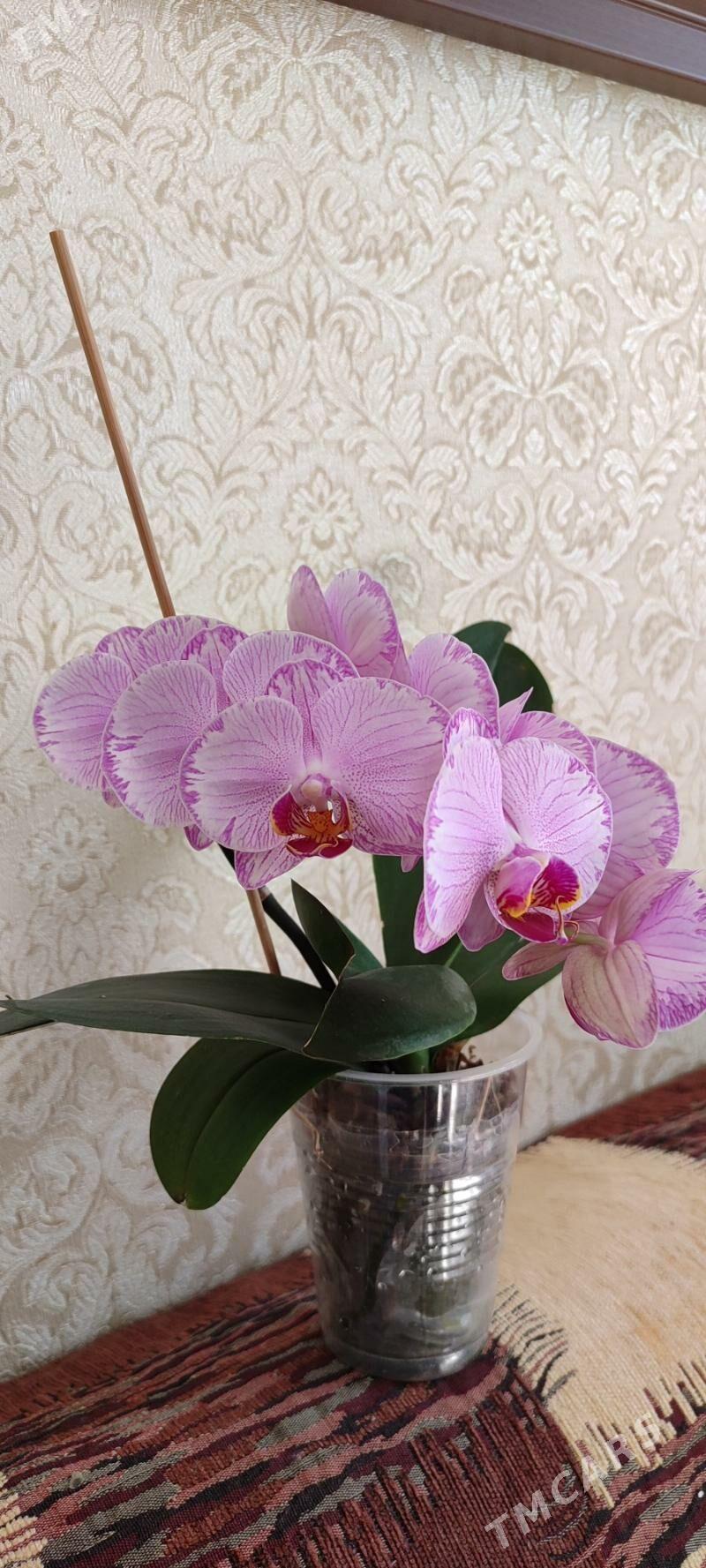 цветы орхидеи - Aşgabat - img 6