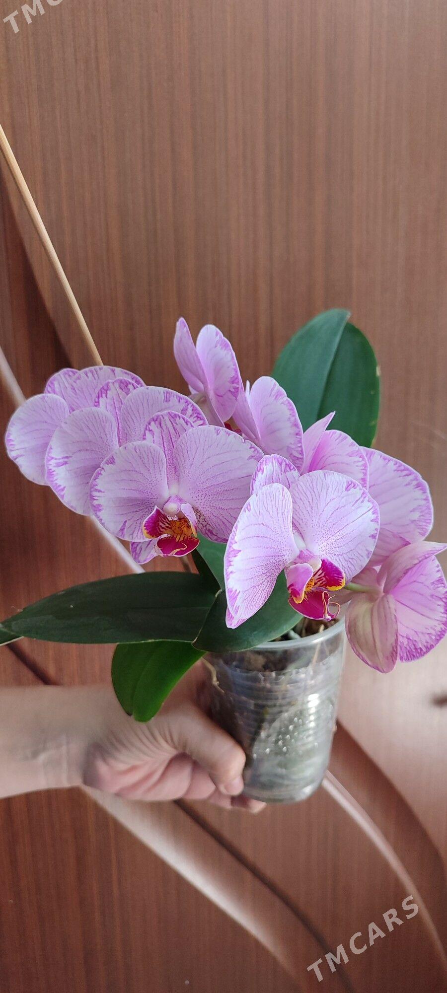 цветы орхидеи - Aşgabat - img 7