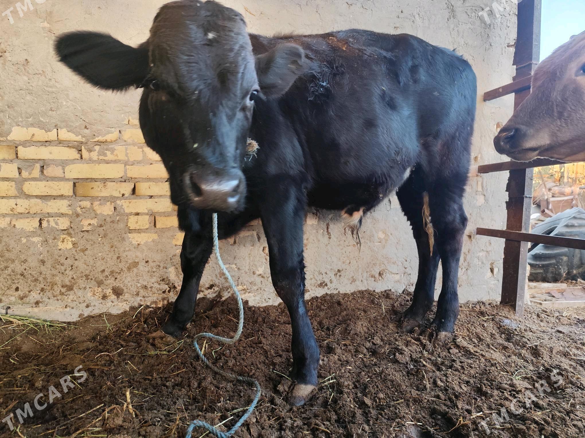 ири окуз - Türkmenabat - img 2