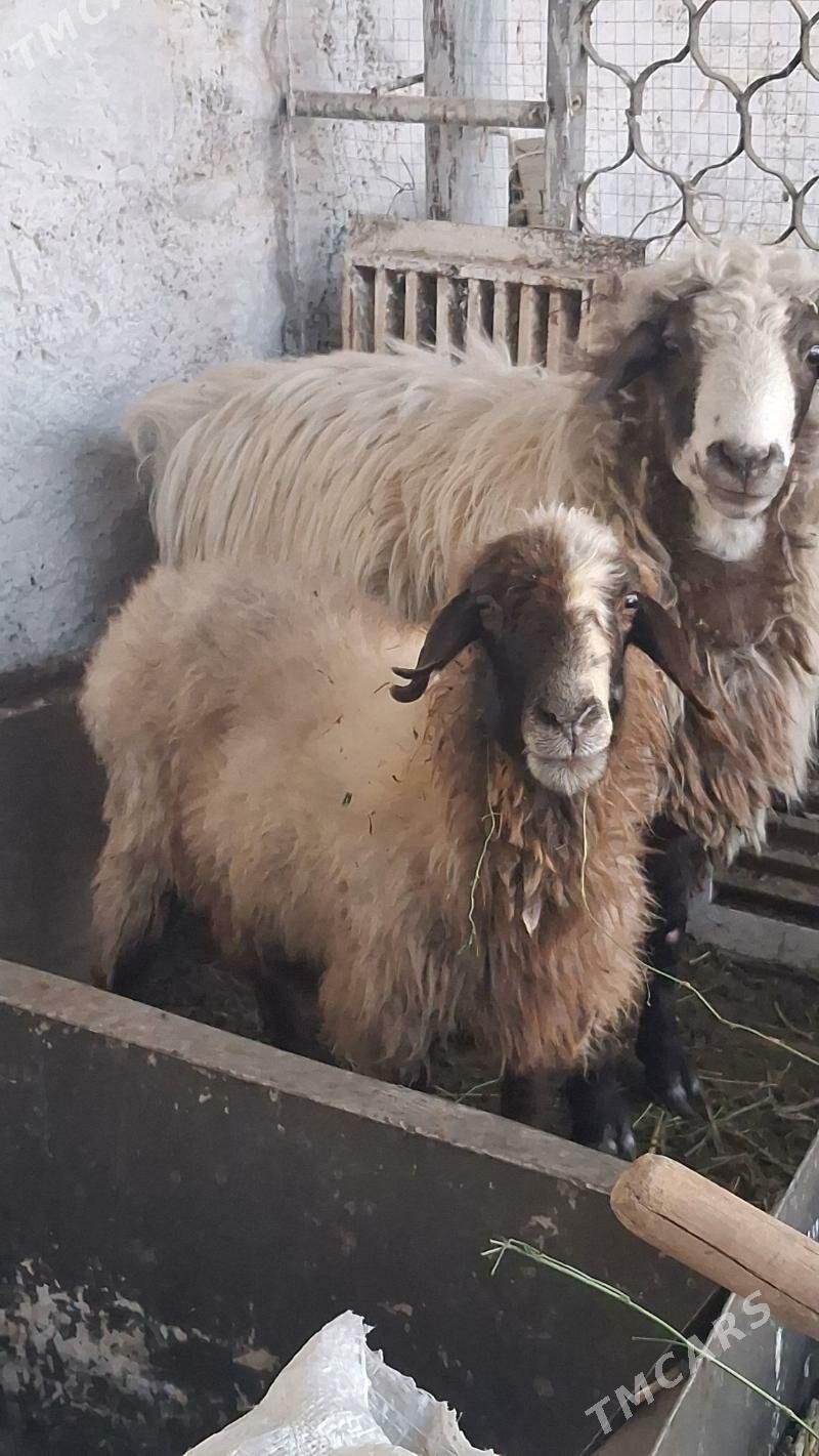 goyyn geci - Jebel - img 4