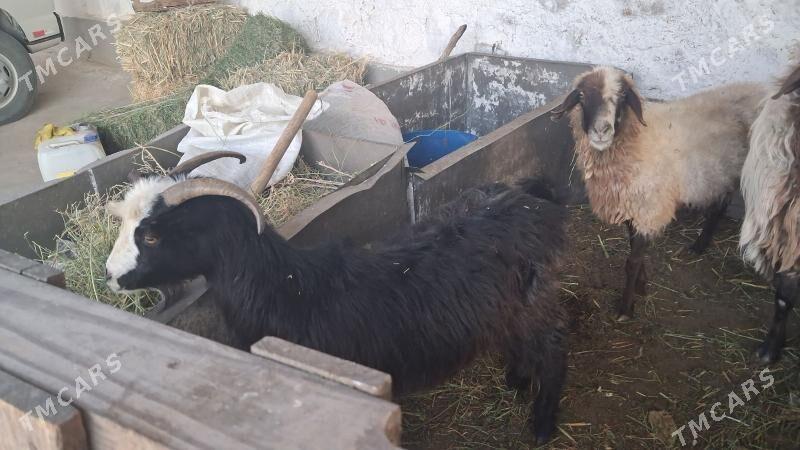 goyyn geci - Jebel - img 2