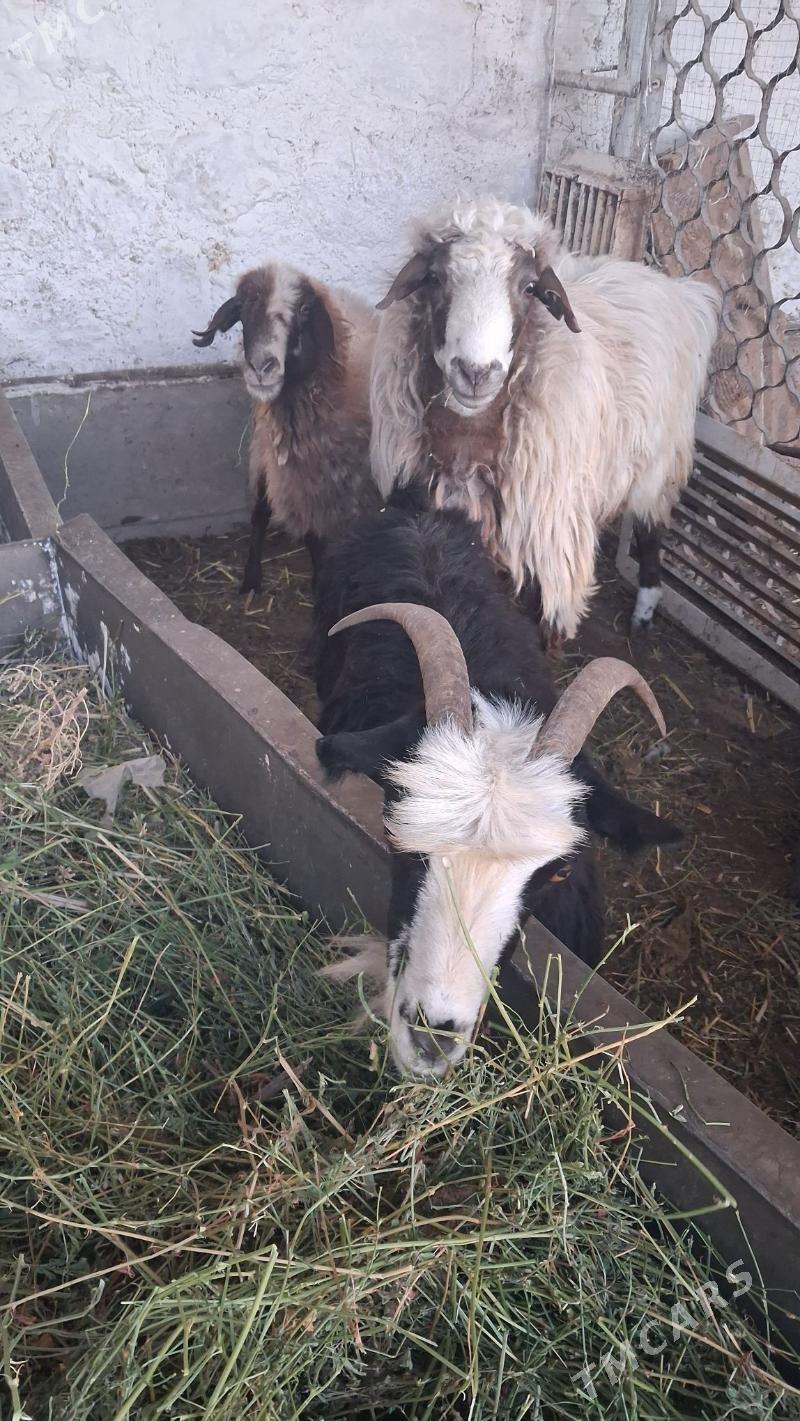 goyyn geci - Jebel - img 3