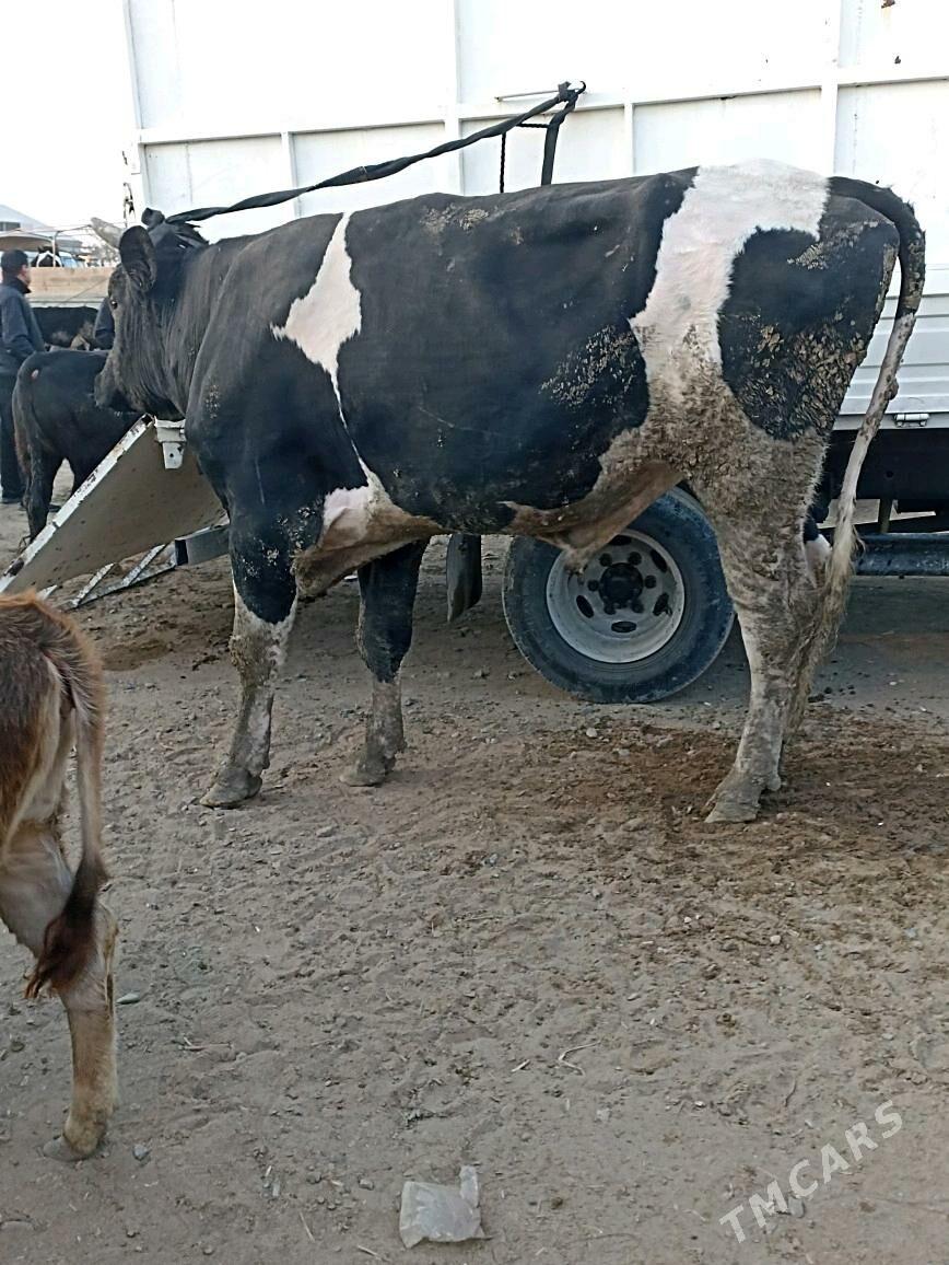 golşteýin okuz - Бахарден - img 2