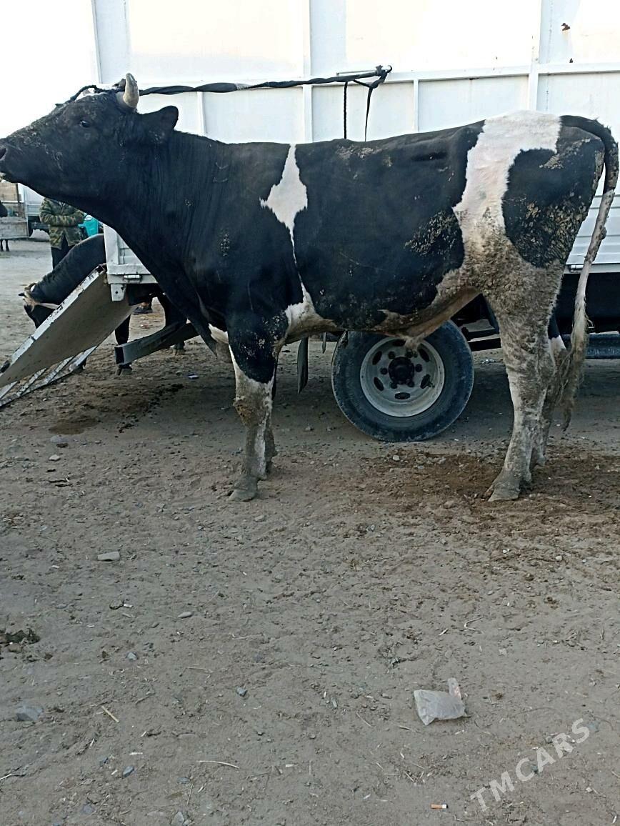 golşteýin okuz - Бахарден - img 5