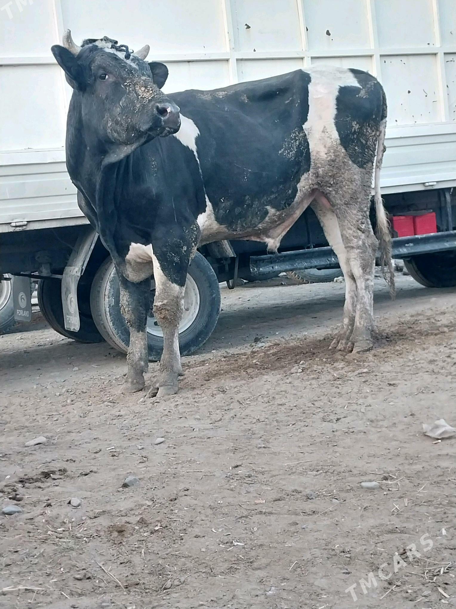 golşteýin okuz - Бахарден - img 3
