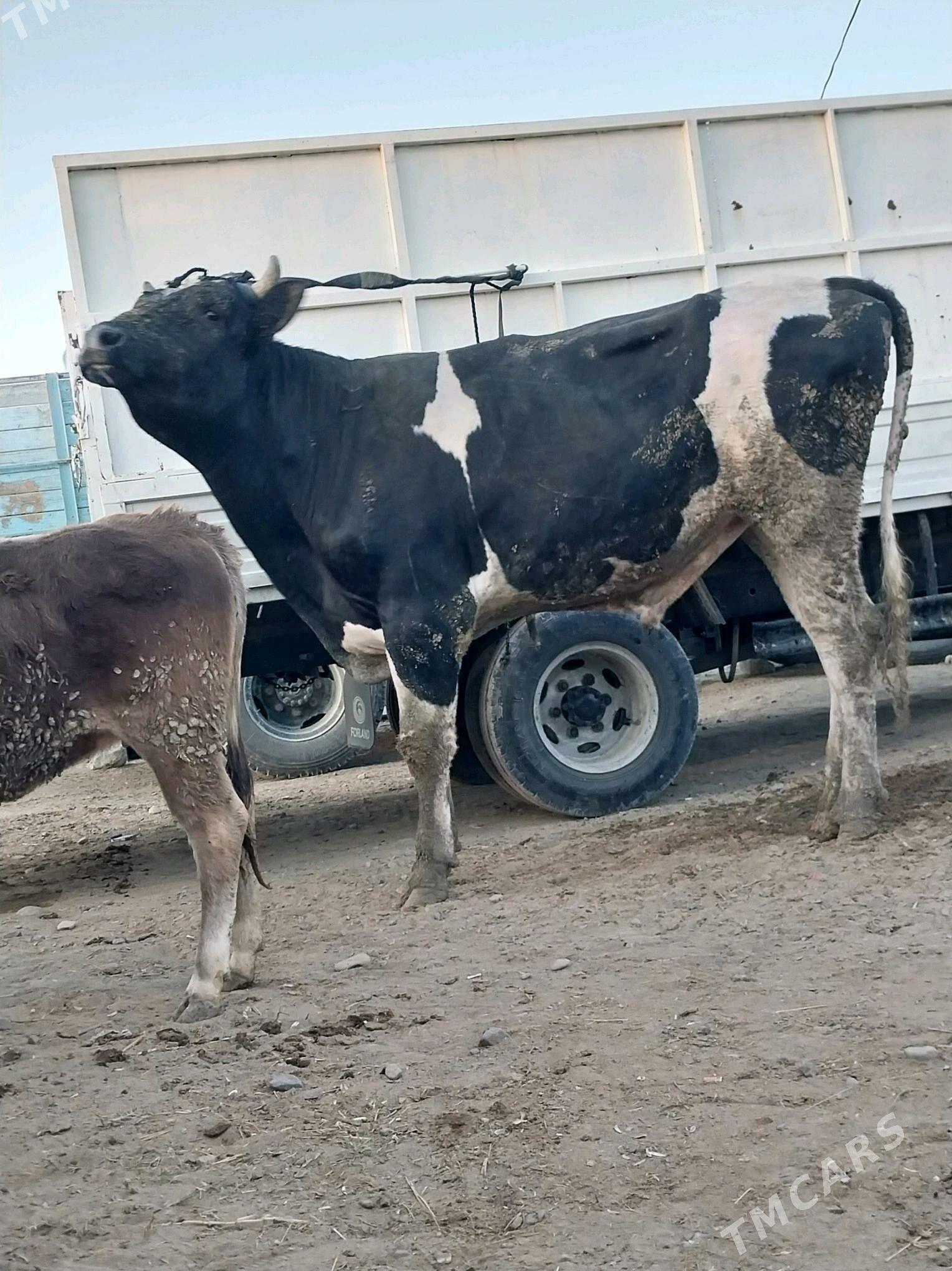 golşteýin okuz - Бахарден - img 4