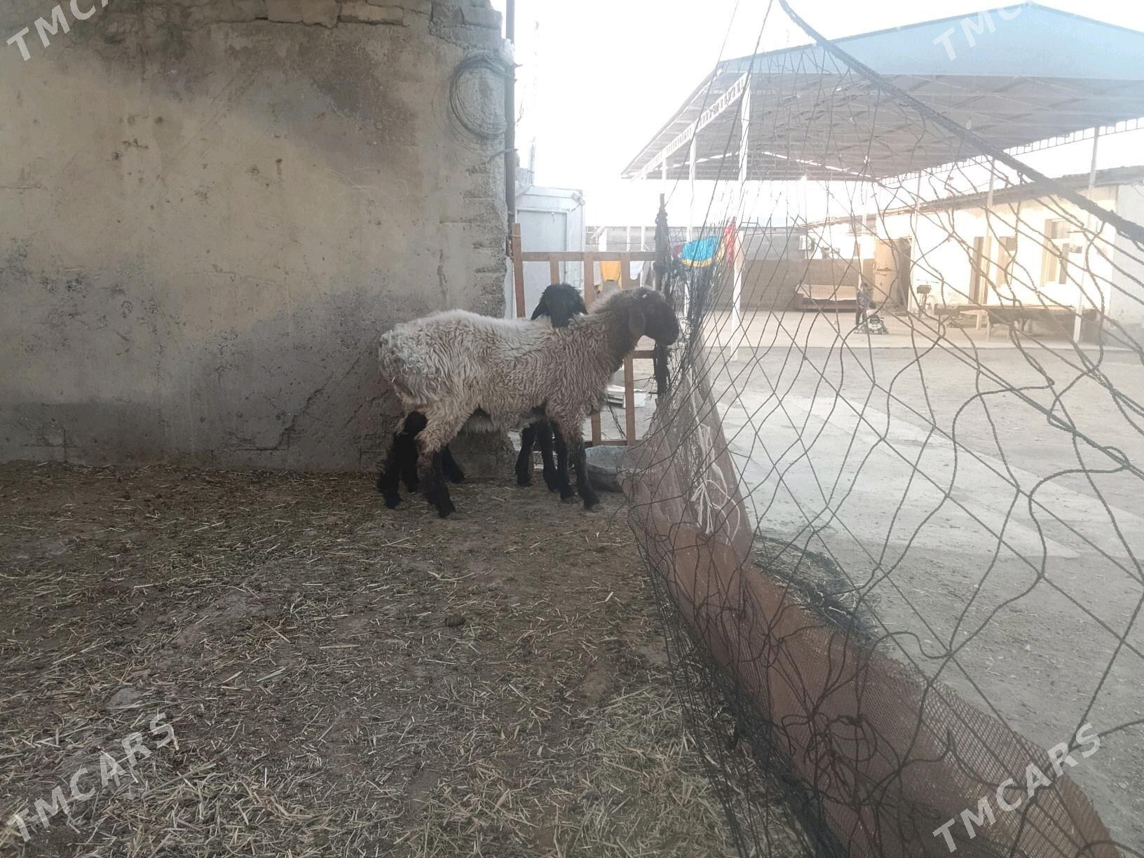 Issek - Bäherden - img 5