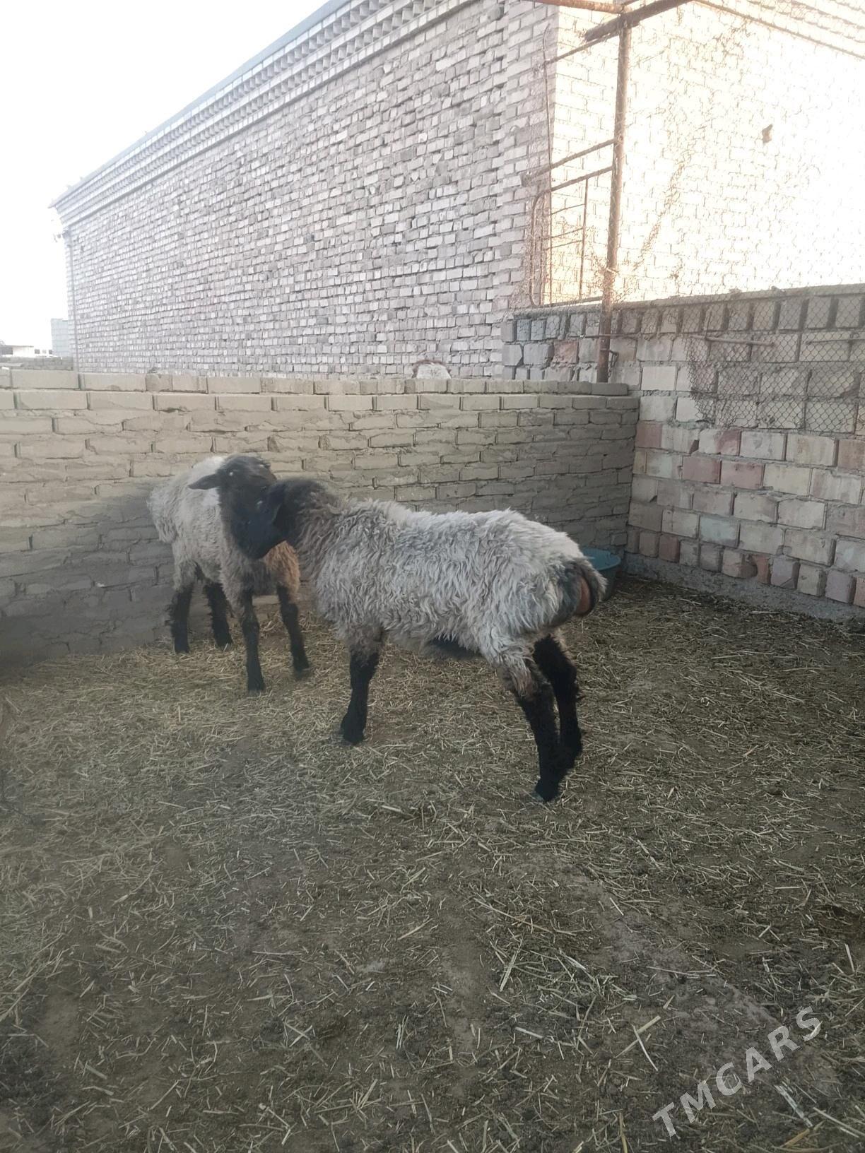 Issek - Bäherden - img 3