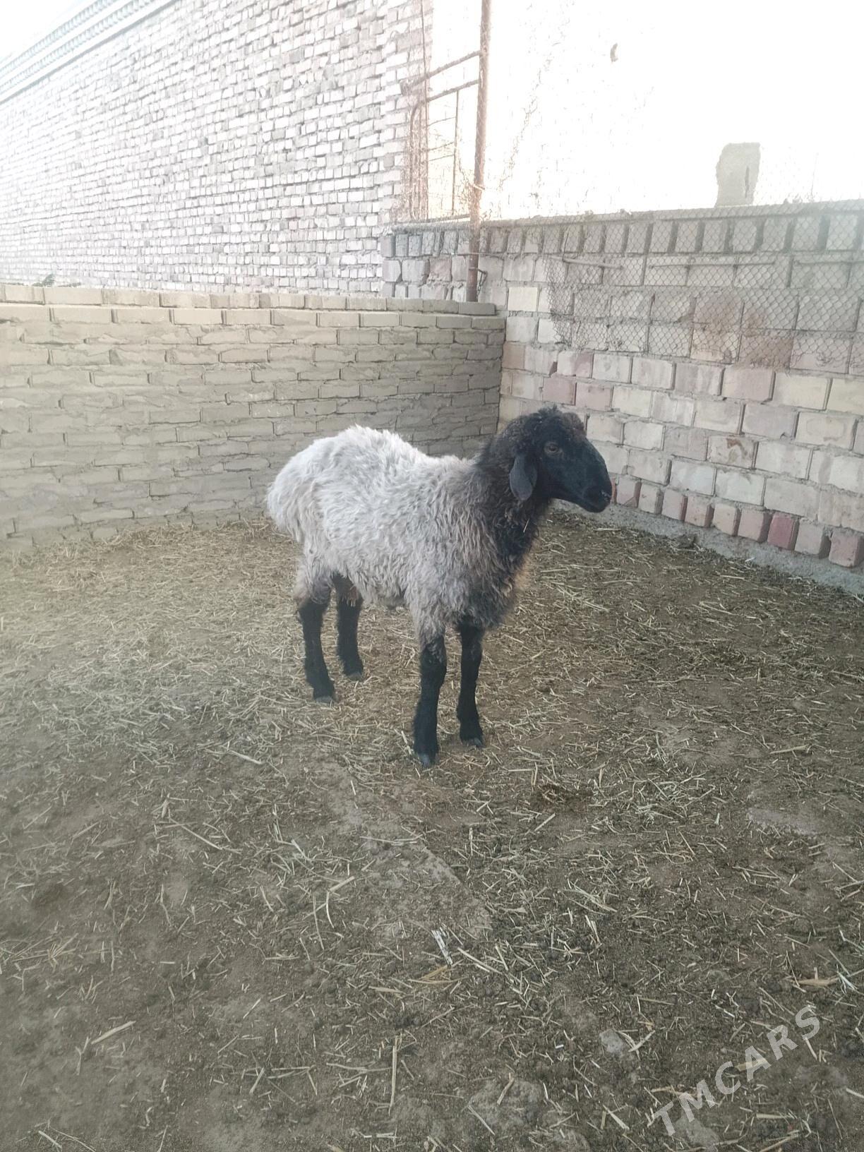 Issek - Bäherden - img 6