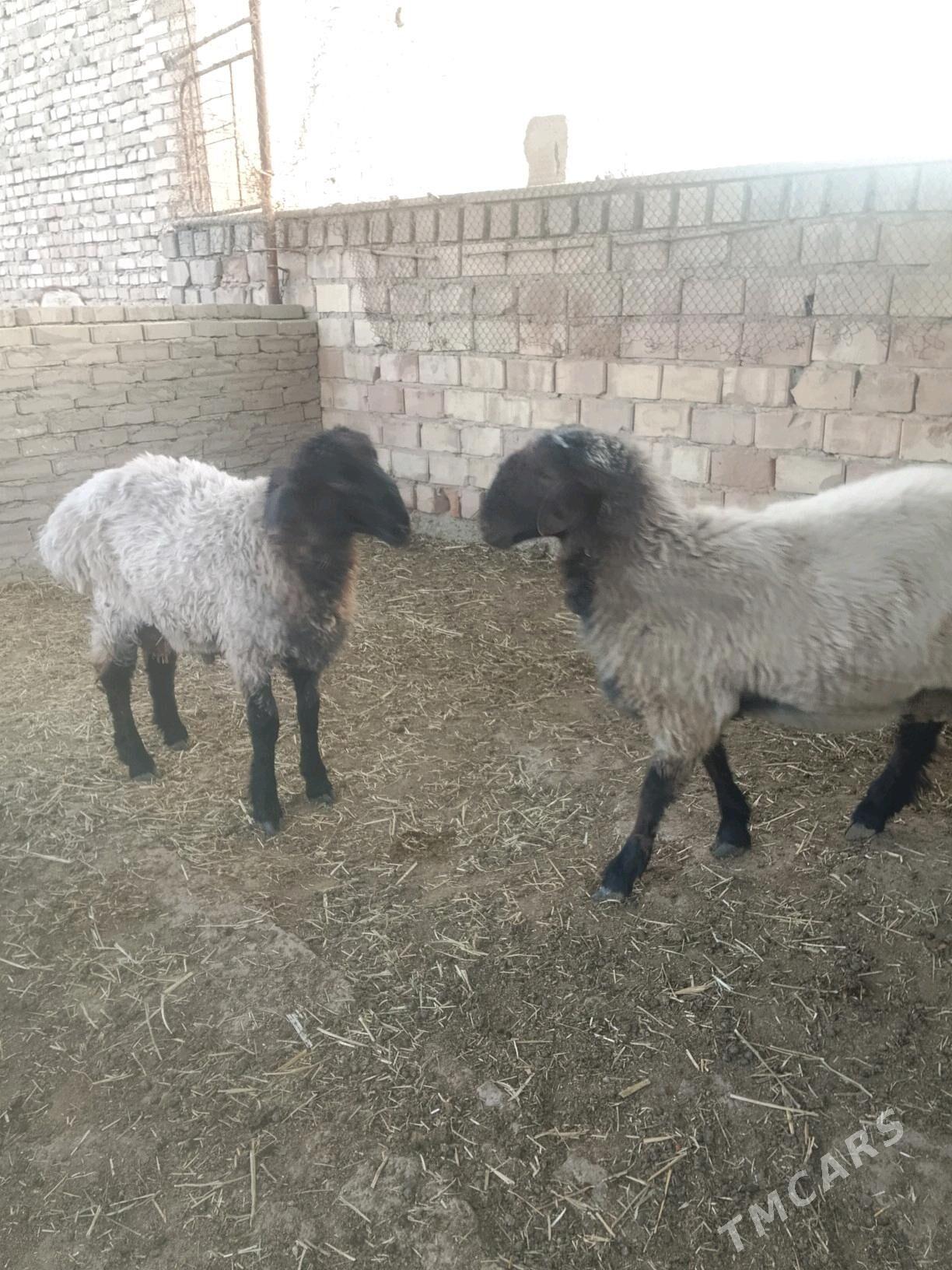 Issek - Bäherden - img 7