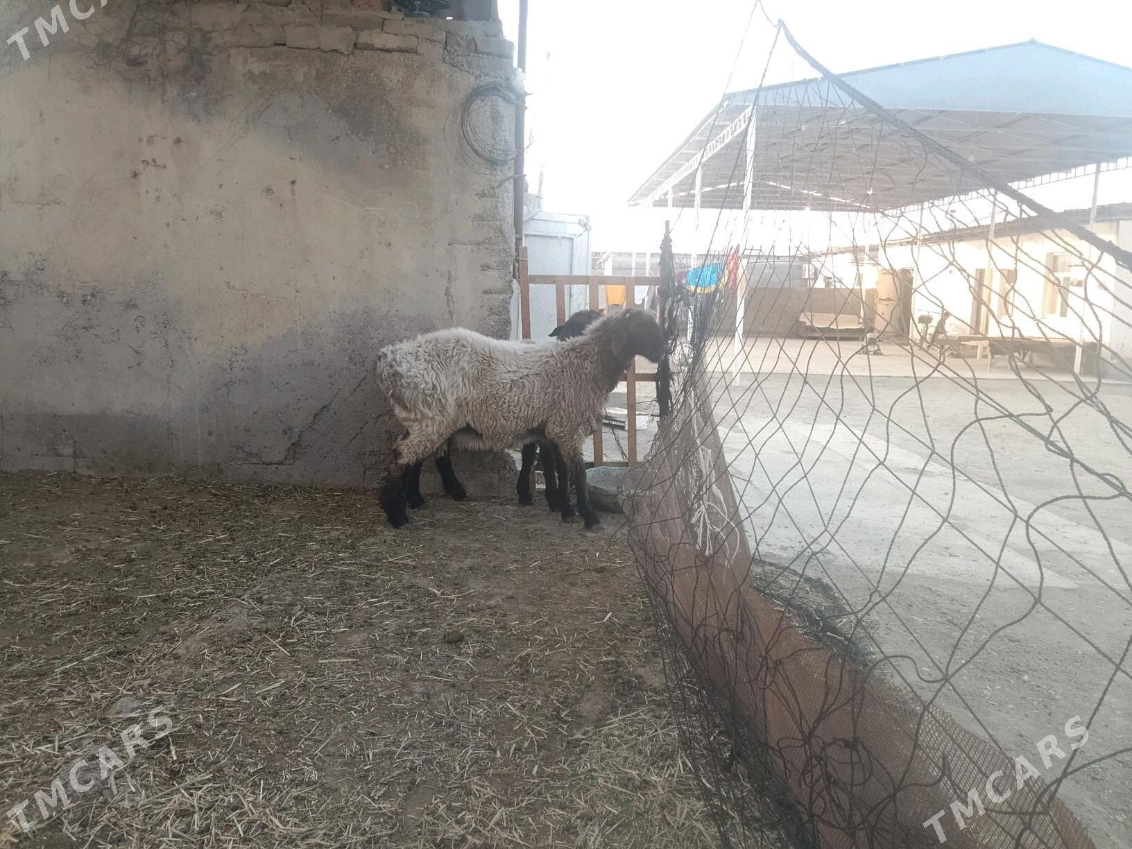 Issek - Bäherden - img 4