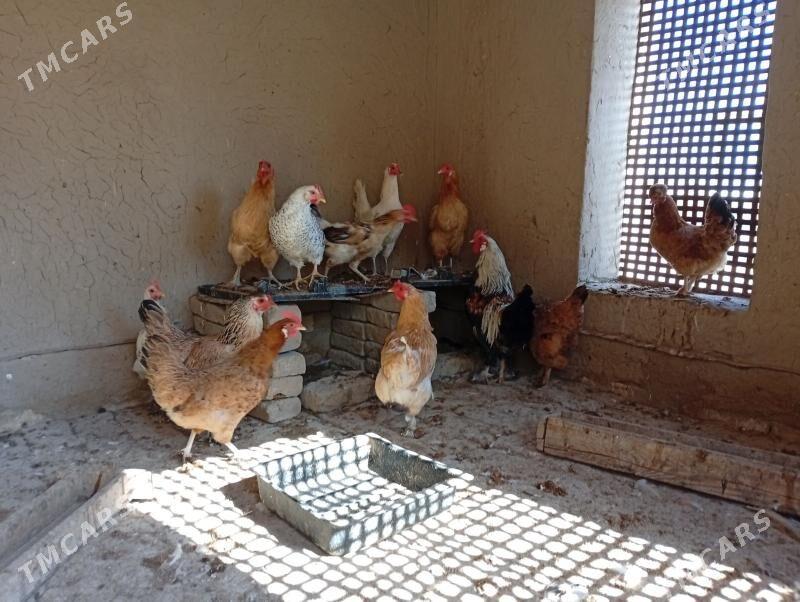 Towuklar - Murgap - img 3