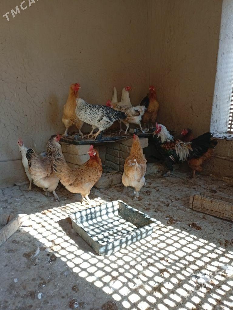 Towuklar - Murgap - img 1