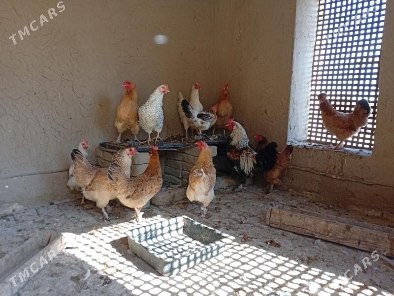 Towuklar - Murgap - img 2