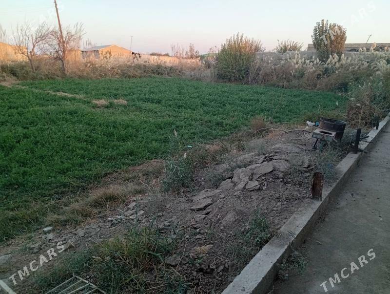 Mellek satlyk - Dänew - img 3