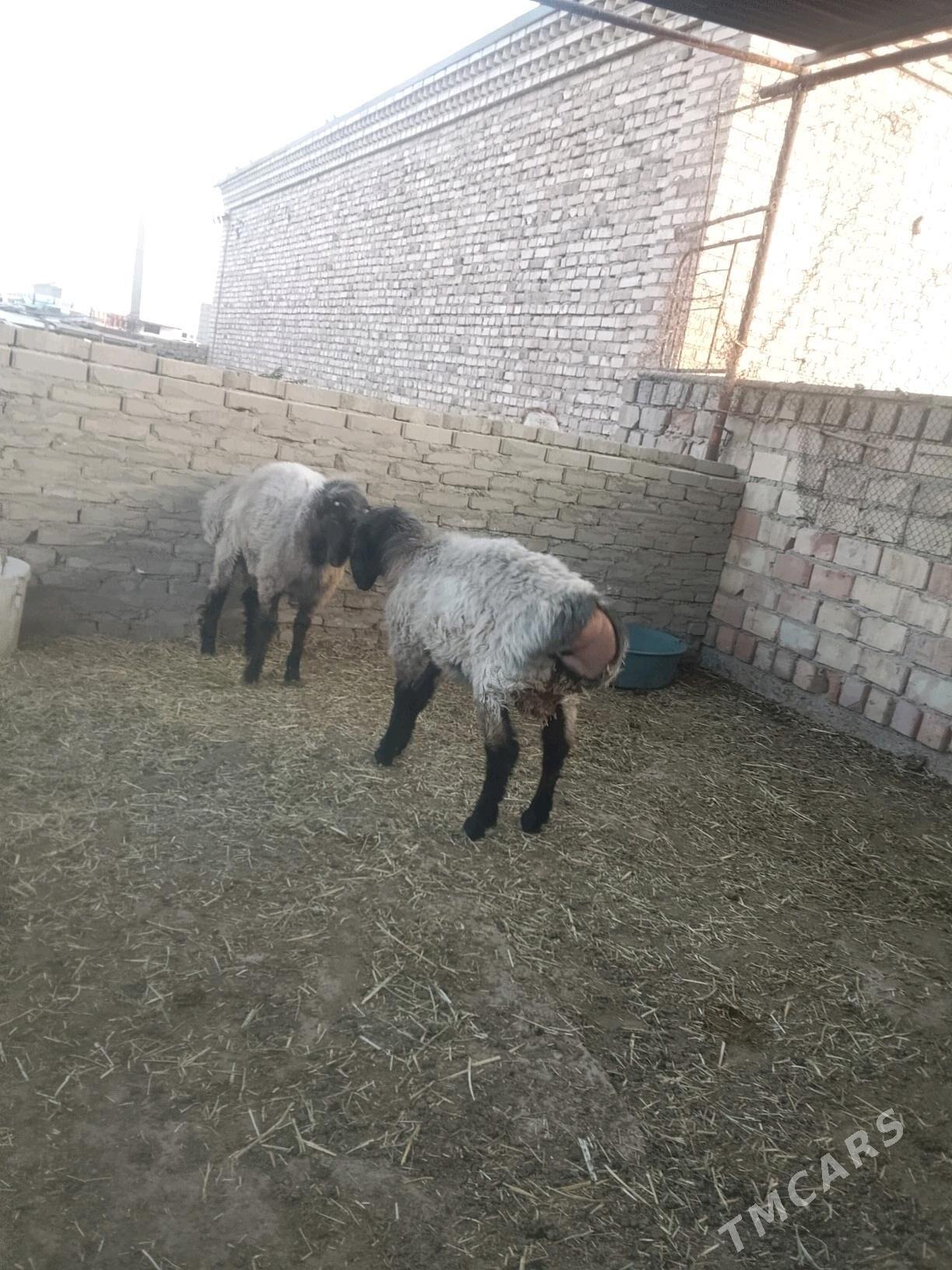 Issek - Bäherden - img 8