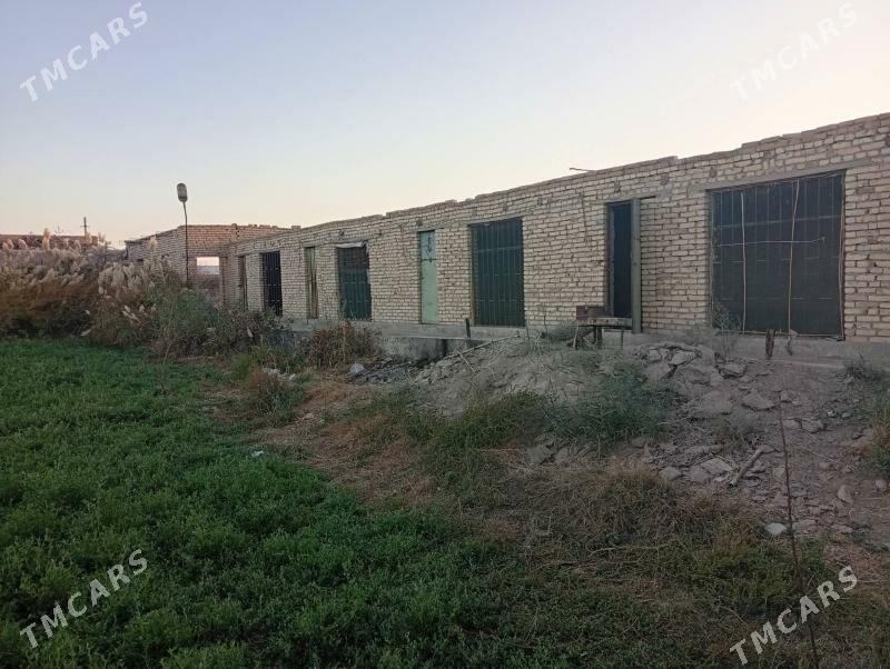 Mellek satlyk - Dänew - img 2