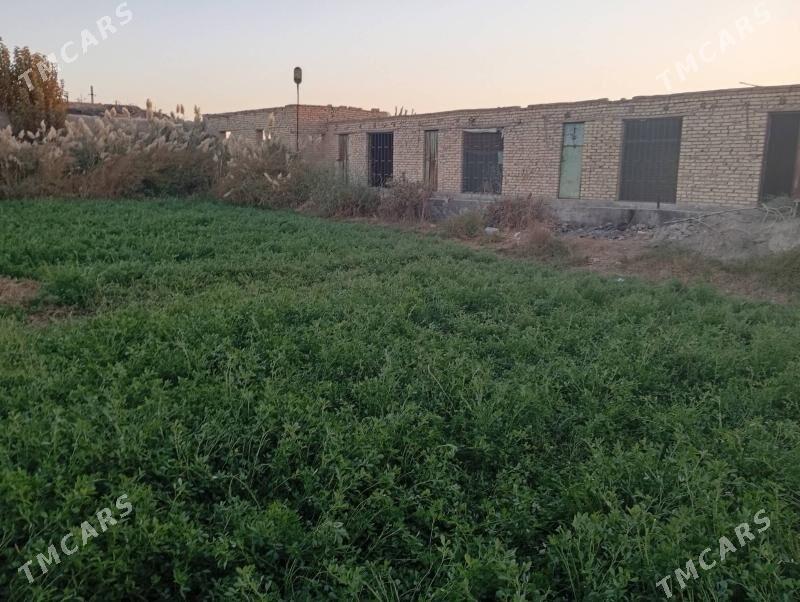 Mellek satlyk - Dänew - img 1