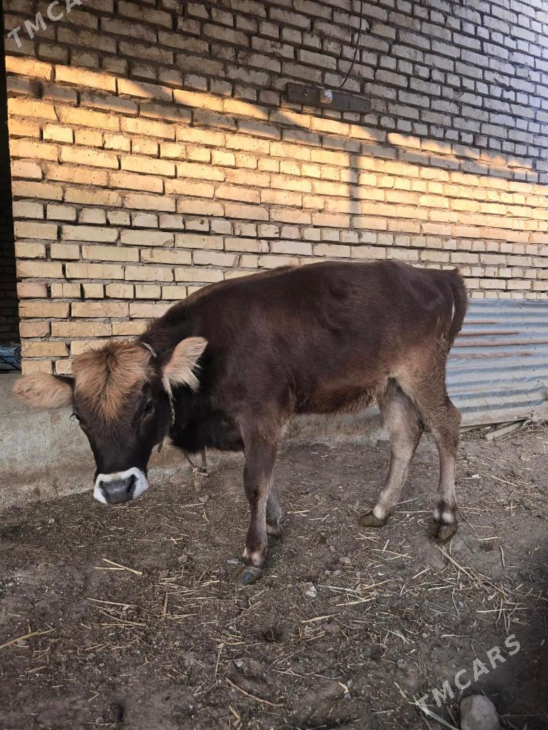 Tuwe - Гёкдепе - img 3