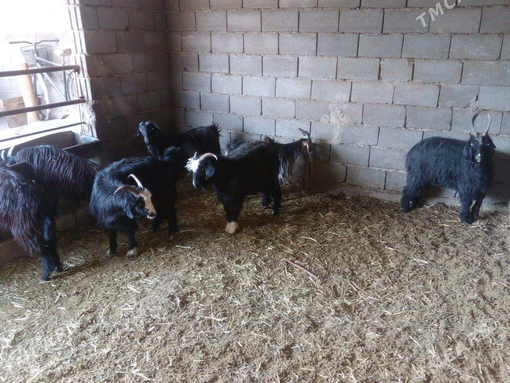 GEÇI - Бахарден - img 5