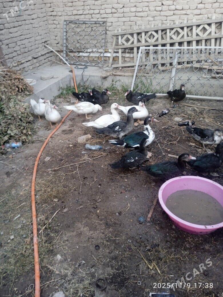 Induskalar - Дашогуз - img 3