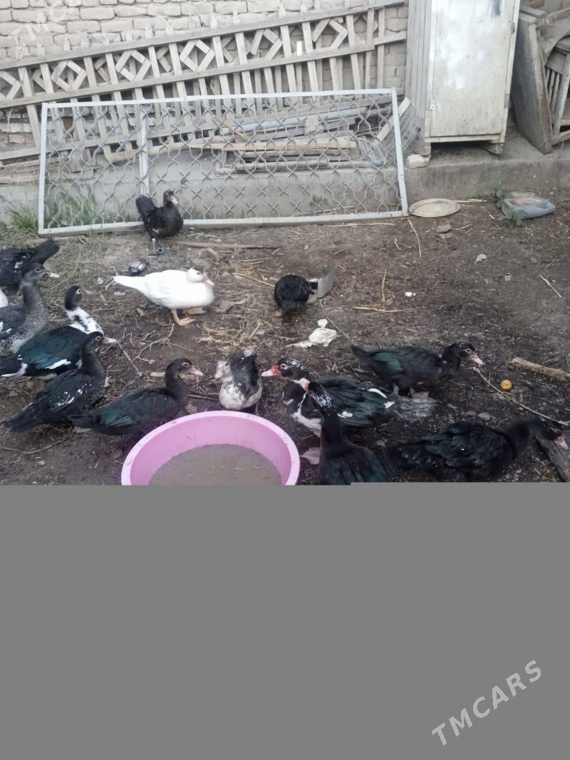 Induskalar - Дашогуз - img 2