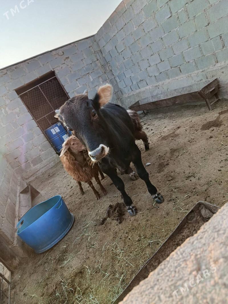 öküz - Гумдаг - img 3