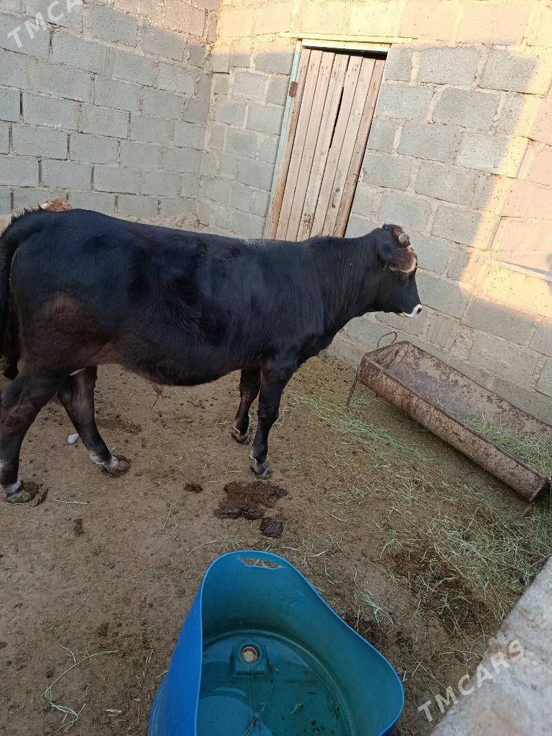 öküz - Гумдаг - img 4