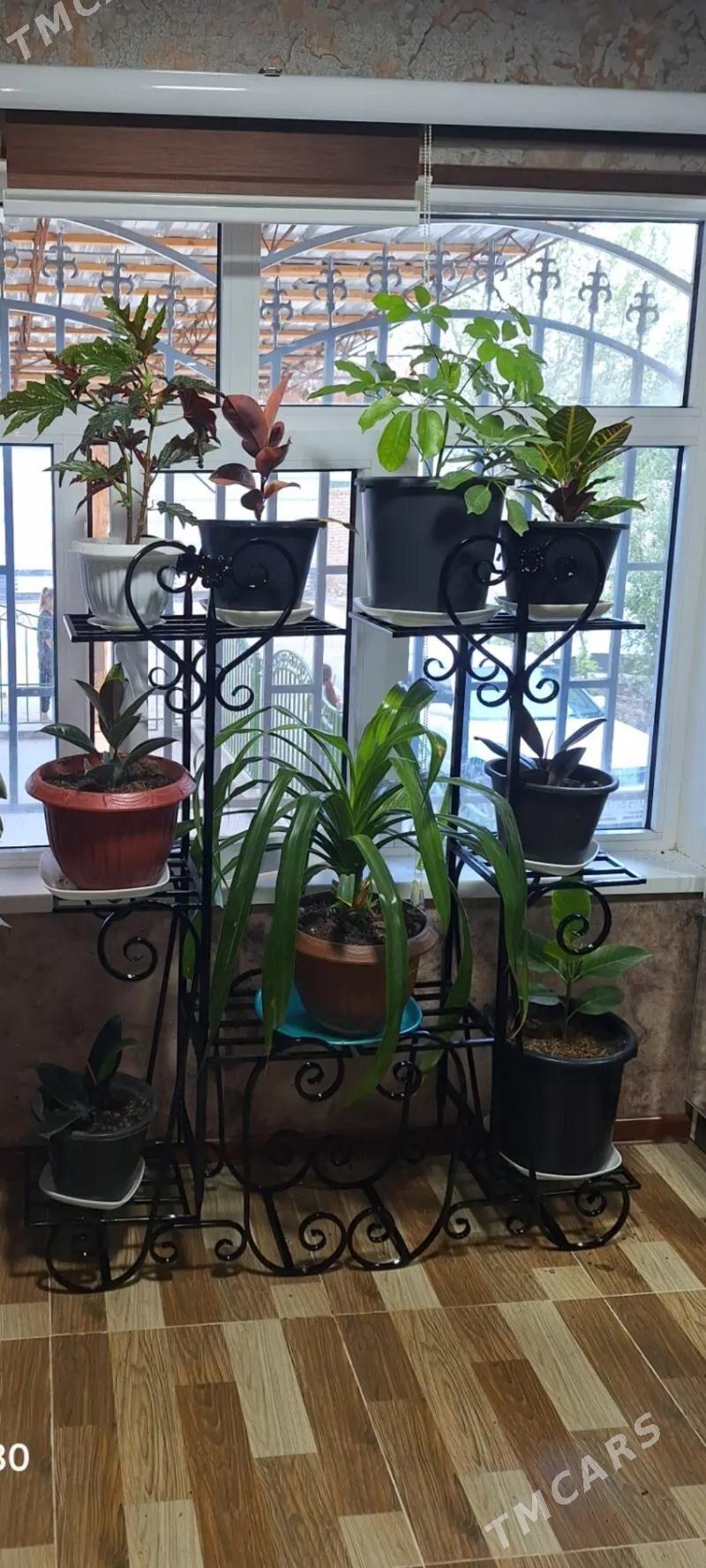 станок - Türkmenabat - img 3