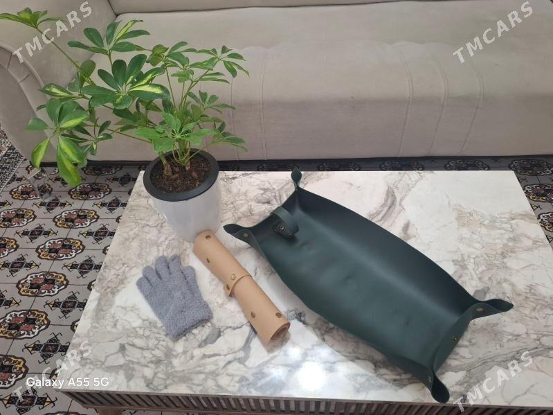 otag gulleri комнатные растени - Parahat 2 - img 2