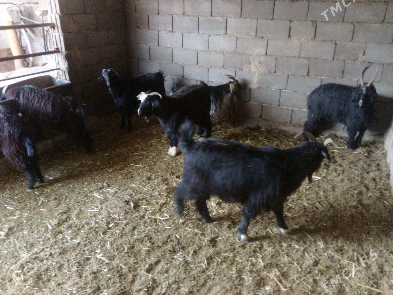 GEÇI - Бахарден - img 3