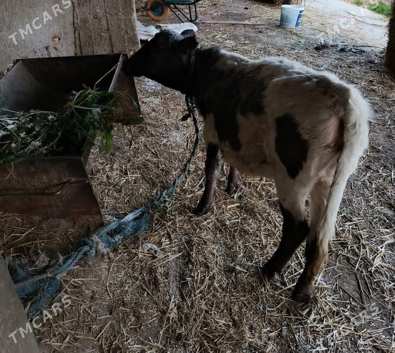 Tüwe - Ялкым - img 2