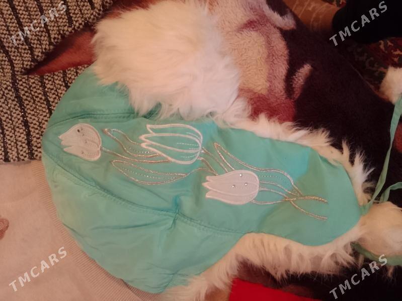 jemperlar - Daşoguz - img 3