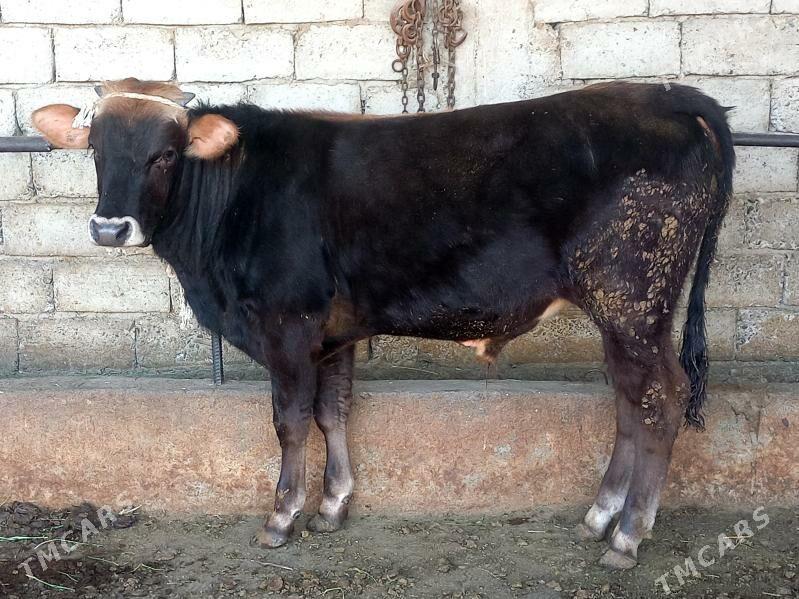 Şiwes tohum okuz - Gökdepe - img 2