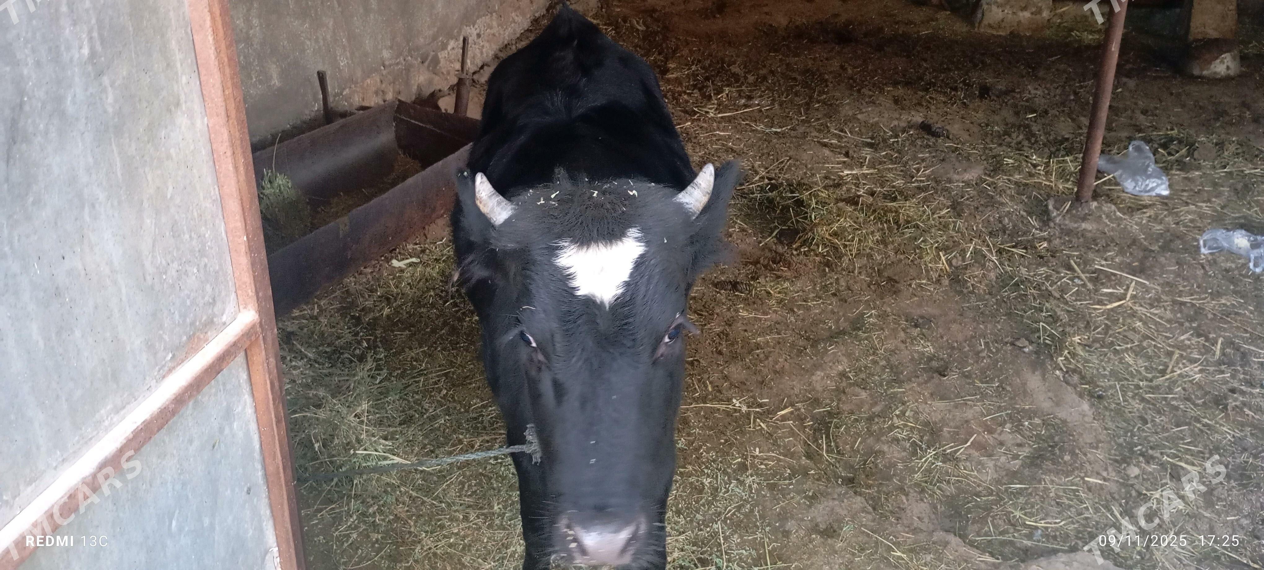 Tüwe - Гёкдепе - img 3