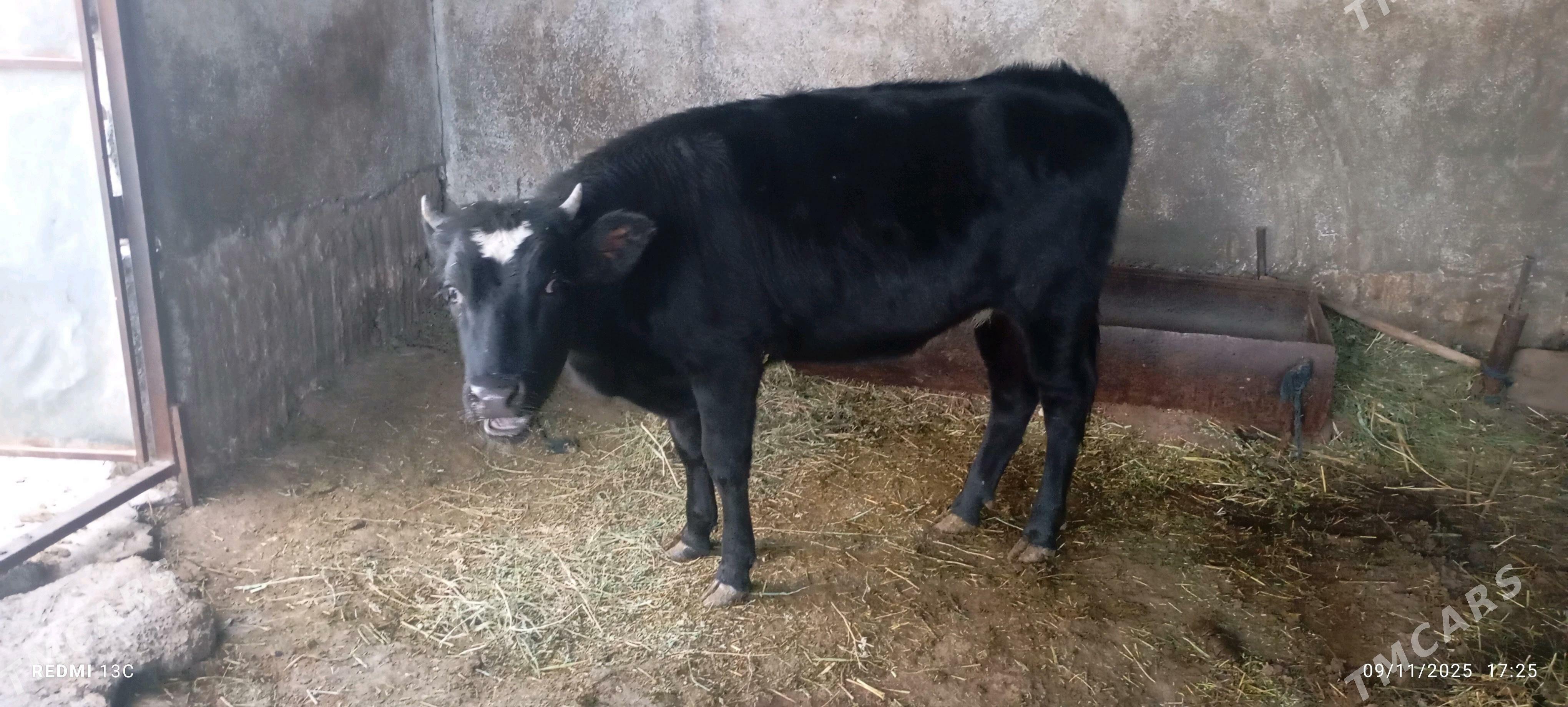 Tüwe - Гёкдепе - img 1