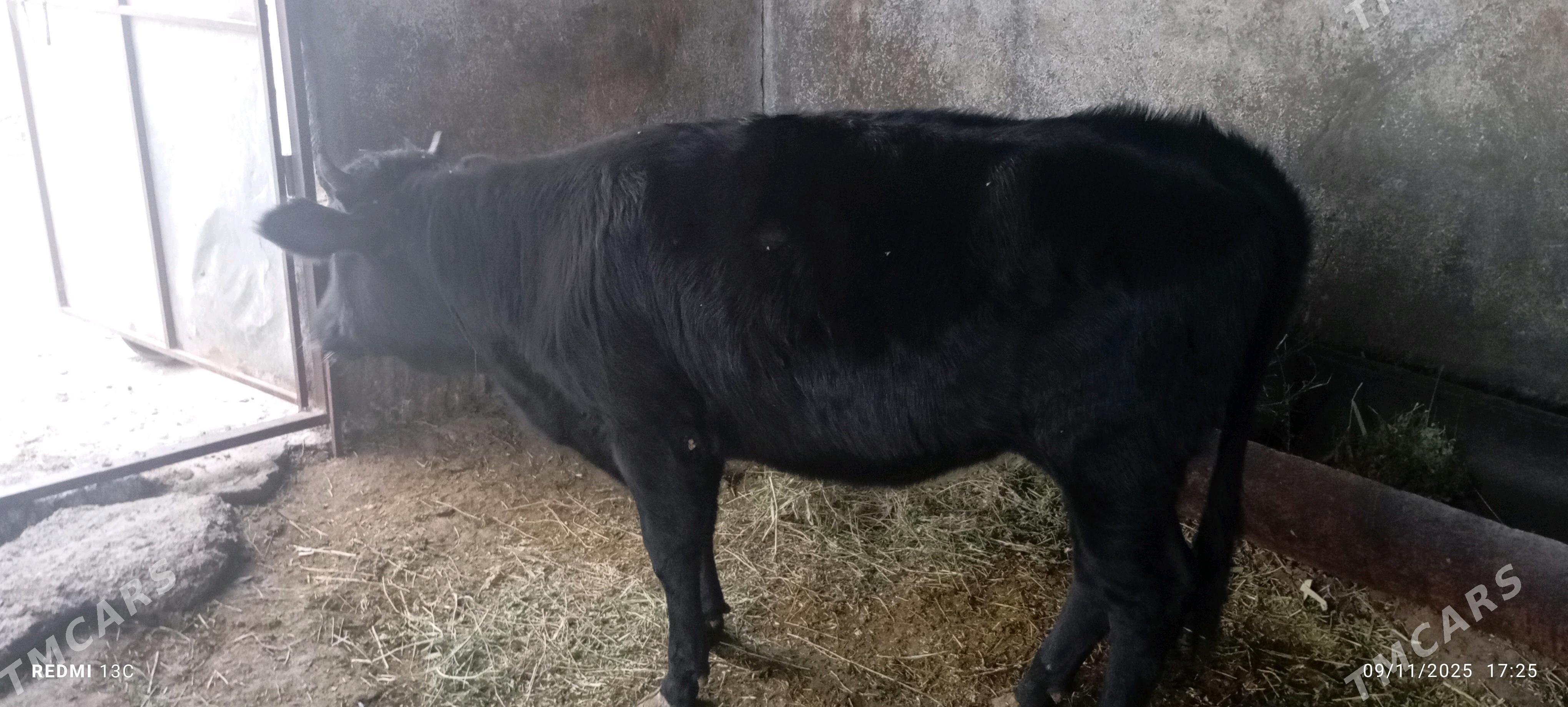 Tüwe - Гёкдепе - img 4