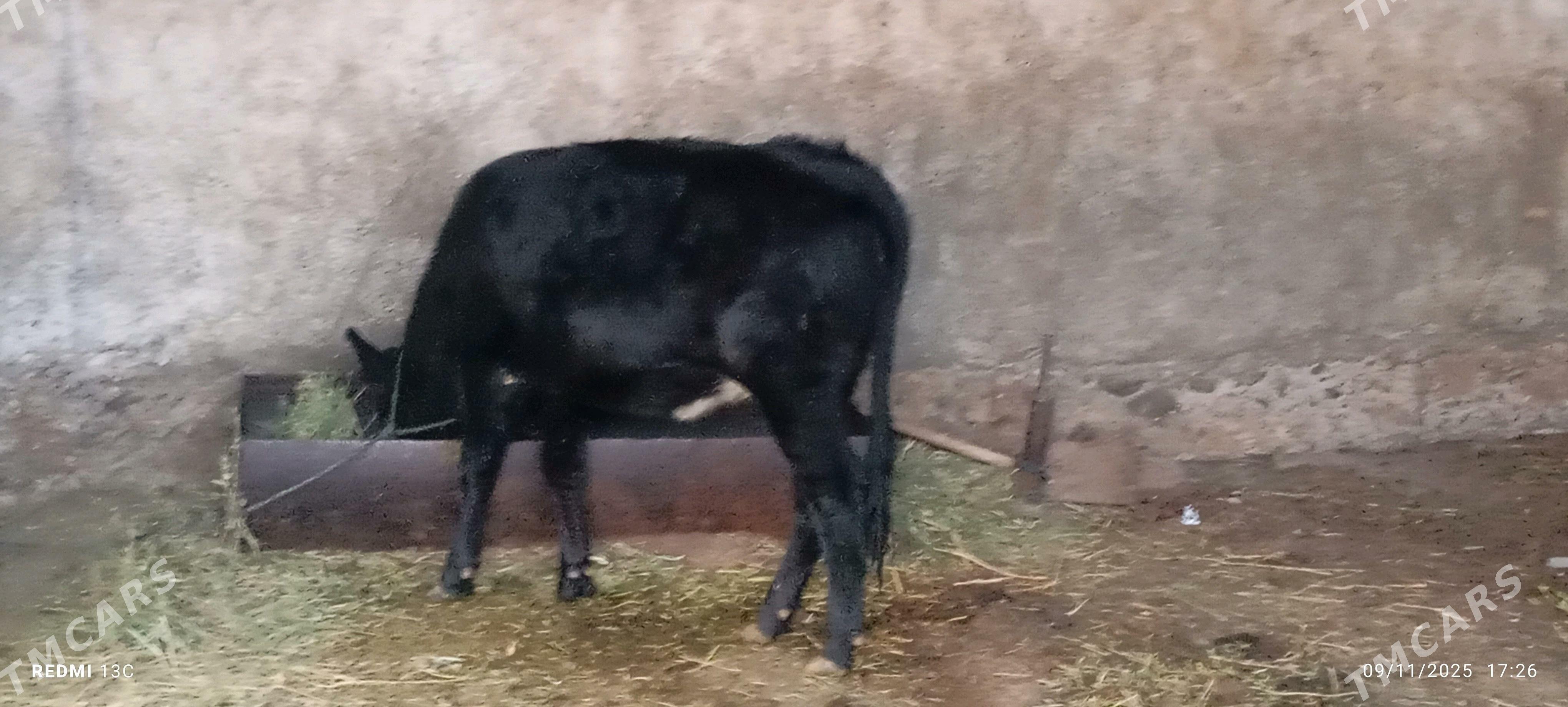 Tüwe - Гёкдепе - img 2